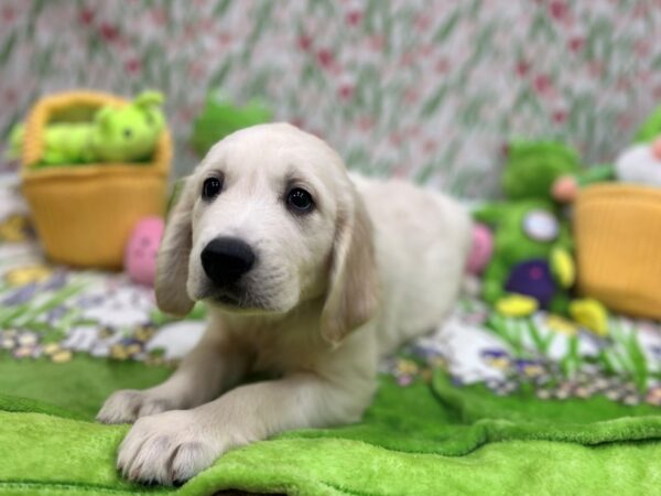 English Cream Golden Retriever-Dog-Male-Cream-26282-Petland Scottsdale, Arizona
