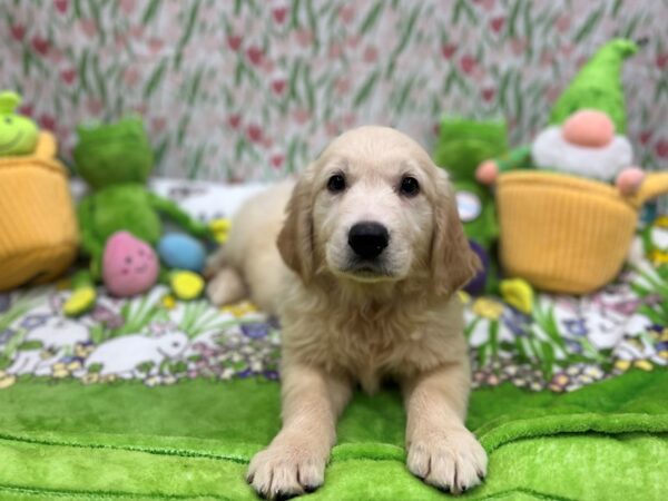 English Cream Golden Retriever-Dog-Male-Cream-26283-Petland Scottsdale, Arizona