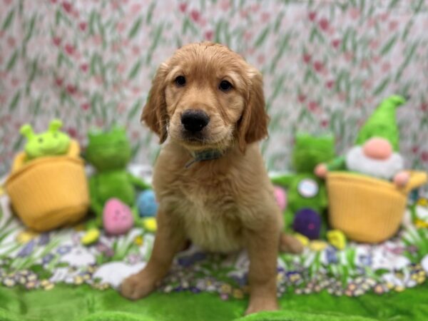 Golden Retriever-Dog-Male-Golden-26285-Petland Scottsdale, Arizona