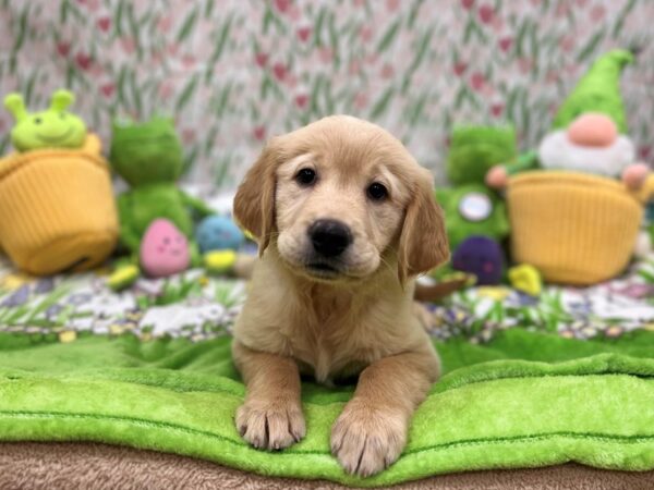 Golden Retriever-Dog-Female-Golden-26286-Petland Scottsdale, Arizona