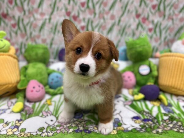 Pembroke Welsh Corgi-Dog-Female-Sable / White-26275-Petland Scottsdale, Arizona