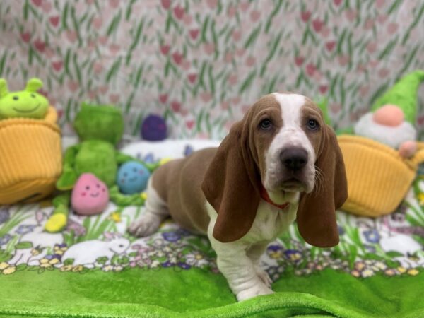 Basset Hound-Dog-Female-Lemon and White-26258-Petland Scottsdale, Arizona