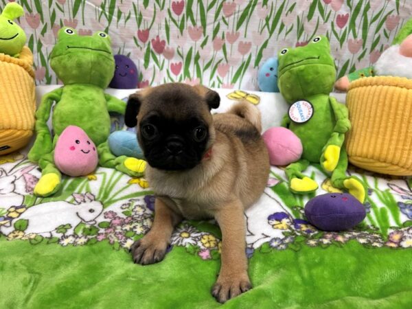 Pug-Dog-Female-Fawn-26264-Petland Scottsdale, Arizona