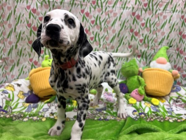 Dalmatian-Dog-Female-White and Black-26265-Petland Scottsdale, Arizona