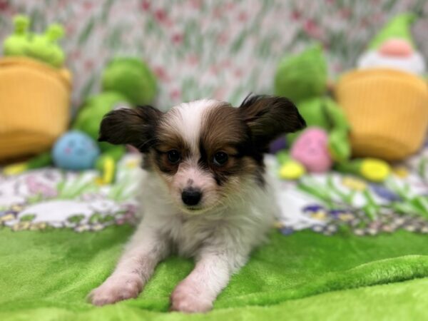 Papillon-Dog-Male-Sable / White-26274-Petland Scottsdale, Arizona