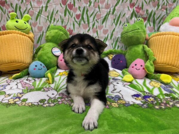 Shiba Inu-Dog-Female-Black / Tan-26276-Petland Scottsdale, Arizona