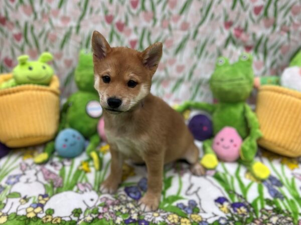 Shiba Inu-Dog-Male-Red Sesame-26277-Petland Scottsdale, Arizona