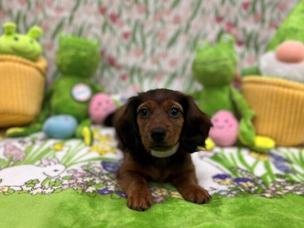 Dachshund-Dog-Female-Red-26267-Petland Scottsdale, Arizona