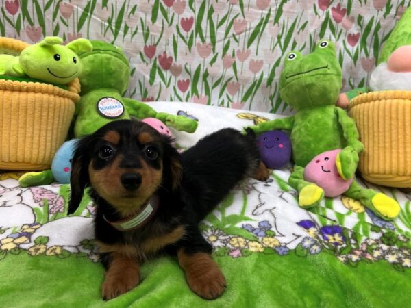 Dachshund-Dog-Female-Black / Tan-26270-Petland Scottsdale, Arizona