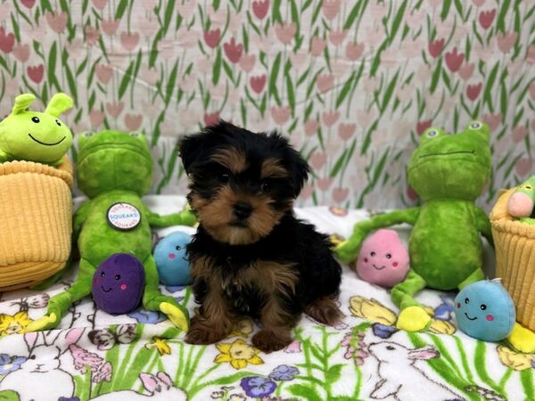 Maltese/Yorkshire Terrier-Dog-Female-Black / Tan-26281-Petland Scottsdale, Arizona