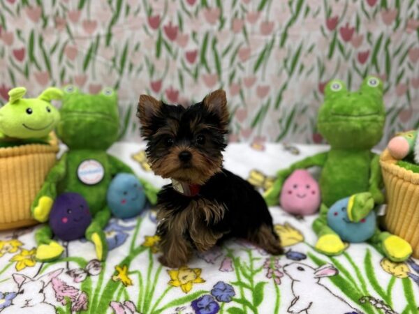 Yorkshire Terrier-Dog-Male-Black / Tan-26278-Petland Scottsdale, Arizona