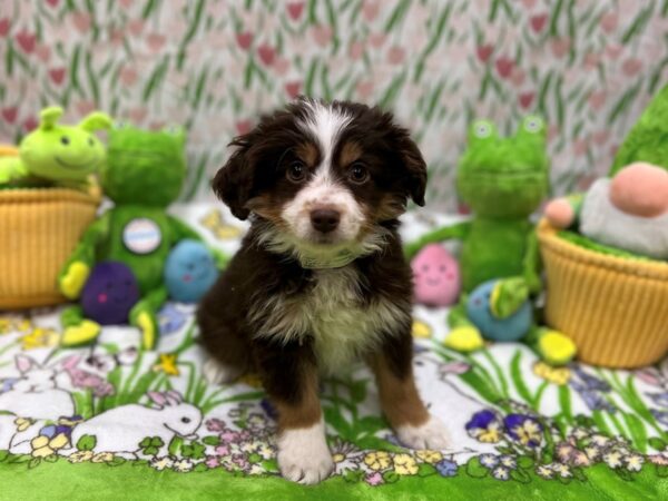 Toy Australian Shepherd-Dog-Male-Chocolate / Tan-26272-Petland Scottsdale, Arizona