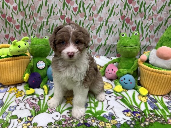 Miniature Australian Shepherd/Poodle-Dog-Male-Chocolate Merle-26273-Petland Scottsdale, Arizona