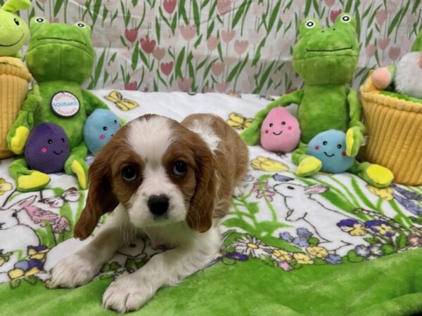 Cavalier King Charles Spaniel-Dog-Female-Blenheim-26269-Petland Scottsdale, Arizona