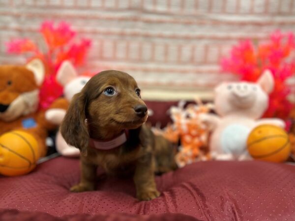 Dachshund Dog Female Chocolate / Tan 26290 Petland Scottsdale, Arizona
