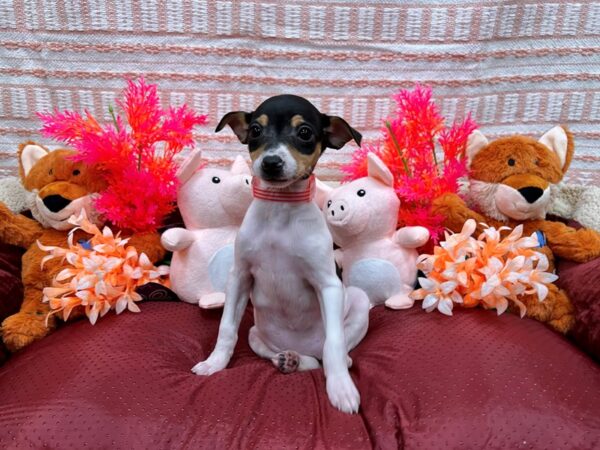 Jack Russell Terrier-Dog-Female-White Black / Tan-26295-Petland Scottsdale, Arizona