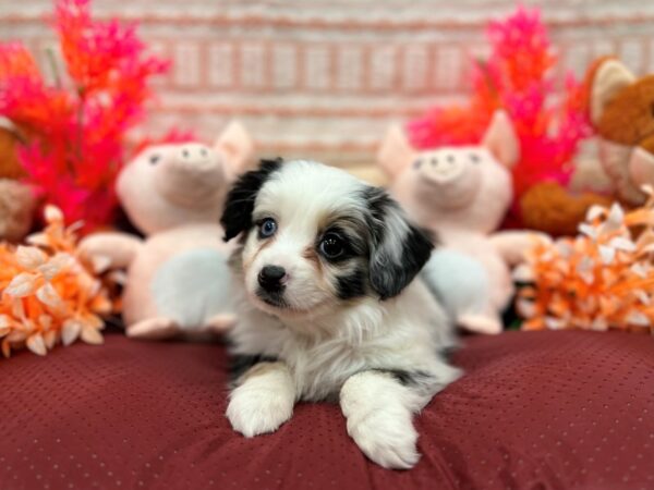 Miniature Australian Shepherd-Dog-Female-Blue Merle-26288-Petland Scottsdale, Arizona