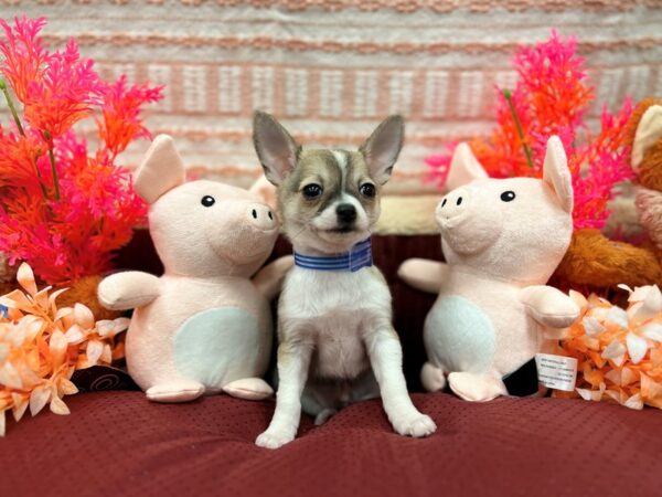 Chihuahua-Dog-Male-Fawn-26289-Petland Scottsdale, Arizona