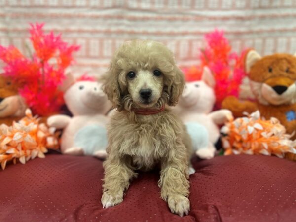 Poodle-Dog-Female-Apricot-26292-Petland Scottsdale, Arizona