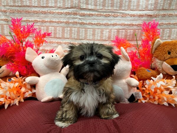 Shih Tzu-Dog-Male-Gold-26293-Petland Scottsdale, Arizona