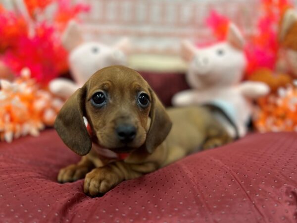 Chihuahua/Dachshund-Dog-Female-Wild Boar-26300-Petland Scottsdale, Arizona