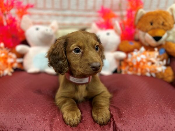 Dachshund-Dog-Female-Red-26306-Petland Scottsdale, Arizona
