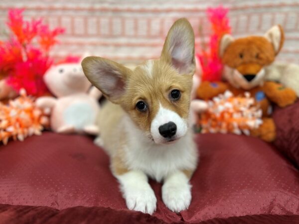 Pembroke Welsh Corgi-Dog-Male-Sable / White-26299-Petland Scottsdale, Arizona