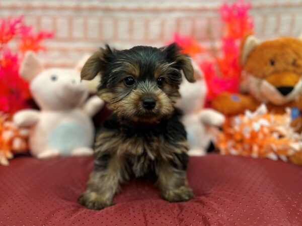 Yorkshire Terrier-Dog-Female-Black / Tan-26294-Petland Scottsdale, Arizona