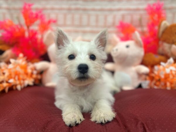 West Highland White Terrier-Dog-Female-White-26310-Petland Scottsdale, Arizona