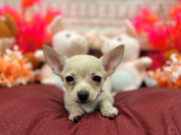 Chihuahua-Dog-Male-Cream-26305-Petland Scottsdale, Arizona