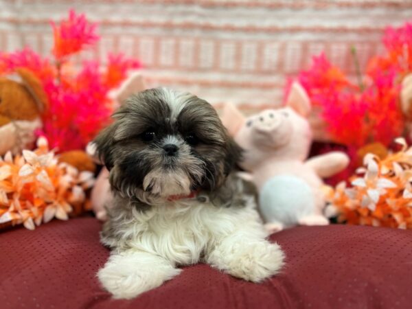 Shih Tzu-Dog-Female-Silver Gold and White-26309-Petland Scottsdale, Arizona