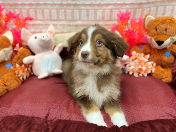 Miniature Australian Shepherd-Dog-Female-Red Tan / White-26296-Petland Scottsdale, Arizona