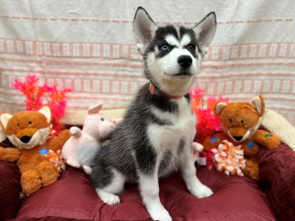 Siberian Husky-Dog-Female-Black / White-26303-Petland Scottsdale, Arizona