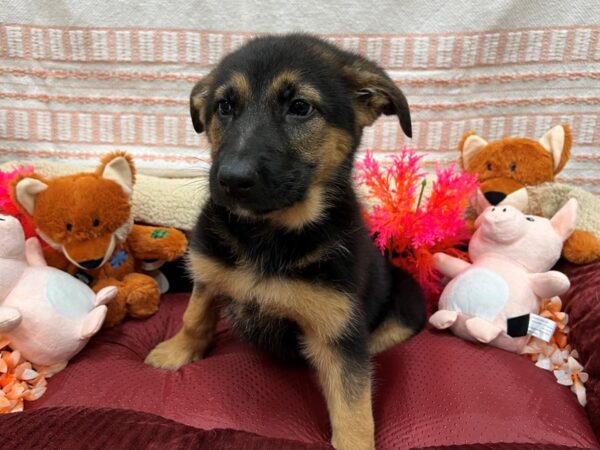 German Shepherd Dog-Dog-Female-Black / Tan-26301-Petland Scottsdale, Arizona