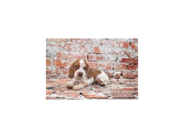 Beagle-Dog-Male-Brown and White-26314-Petland Scottsdale, Arizona