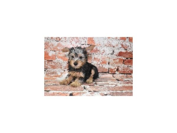 Silky Terrier-Dog-Female-Black and Tan-26324-Petland Scottsdale, Arizona