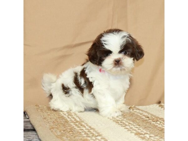 Shih Tzu-Dog-Female-White / Chocolate-26328-Petland Scottsdale, Arizona