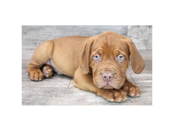 Dogue De Bordeaux-Dog-Male-Red-26335-Petland Scottsdale, Arizona
