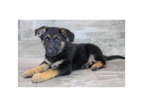 German Shepherd Dog-Dog-Male-Black / Tan-26336-Petland Scottsdale, Arizona