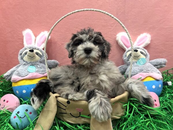 Poodle/Soft Coated Wheaten Terrier-Dog-Female-Blue Merle-26338-Petland Scottsdale, Arizona