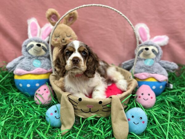 Cocker Spaniel-Dog-Female-Brown White and Tan-26316-Petland Scottsdale, Arizona