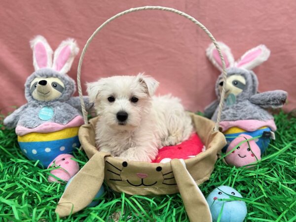 West Highland White Terrier-Dog-Male-White-26325-Petland Scottsdale, Arizona