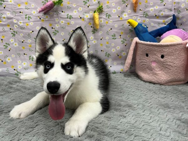 Siberian Husky-Dog-Male-Black and White-26188-Petland Scottsdale, Arizona