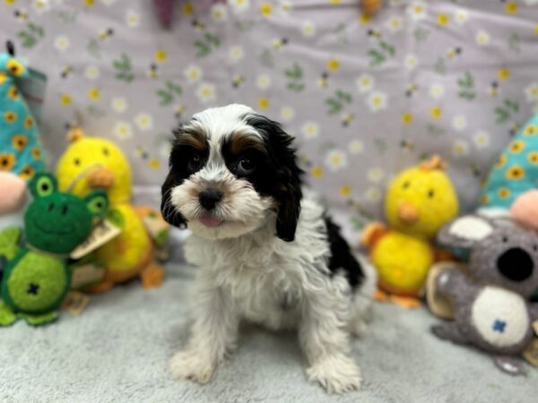 Cavalier King Charles Spaniel/Poodle-Dog-Female-Black and Tan-26187-Petland Scottsdale, Arizona