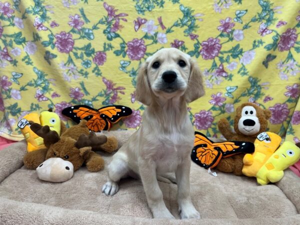 Golden Retriever-Dog-Female-Golden-26211-Petland Scottsdale, Arizona