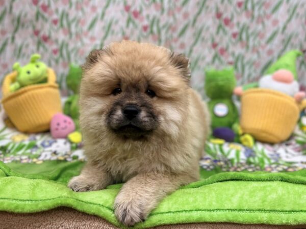 Chow Chow-Dog-Female-Cinnamon-26266-Petland Scottsdale, Arizona
