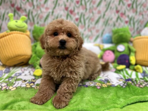 F1B Mini Goldendoodle-Dog-Male-Apricot-26259-Petland Scottsdale, Arizona