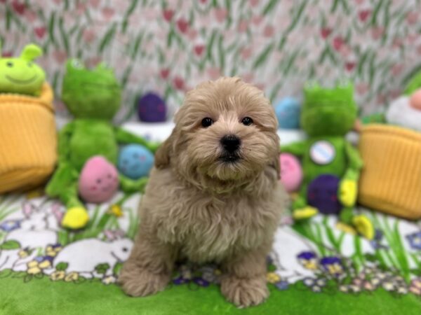 F1B Mini Goldendoodle-Dog-Male-Golden-26260-Petland Scottsdale, Arizona