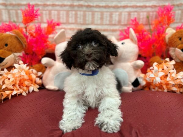 Havanese-Dog-Male-Chocolate-26297-Petland Scottsdale, Arizona