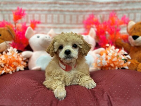 Poodle-Dog-Female-Apricot-26308-Petland Scottsdale, Arizona